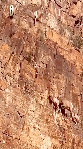 Known as "rock sprites," blue sheep can move effortlessly across steep mountain cliffs, where they embody the true mastery of rock climbing. These remarkable animals are found primarily in the northwestern regions of China, such as the Helan Mountains in Ningxia and the Qinghai-Xizang Plateau. #FunChina #Olympics #ChinaFrance60 #Fitness | China Plus Culture
