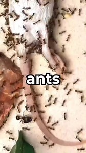 Why Do Ants Like Sugar? (Explained) 😱🐜 #ANTS #sugar | Eli S. Studio