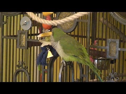 Quaker Parrot Singing "If You're Happy and You Know It"