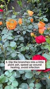 3 ways to protect roots #backyardgardening #gardeninglife #vegetablegardening #vegetablegarden #gardeningtips #gardeninglove #organicgardening #gardensofinstagram #gardenideas #urbangardening #gardeningistherapy #gardeninggoals #homegardening #gardeninspiration #lovegardening #gardeningisfun #countrygarden #gardeningmakemehappy #veggiegarden #happygardening | Garden Tips | Facebook