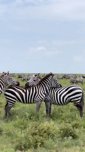 10K views · 71 reactions | This Zebra hug has a much important role...