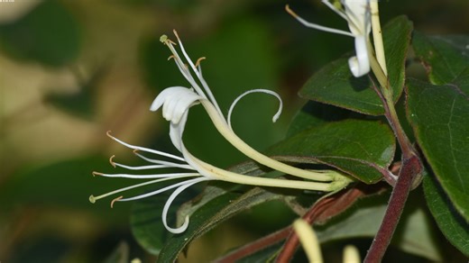 植物分类图集 16