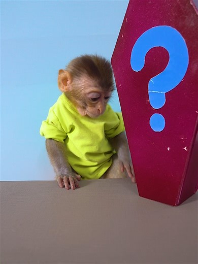 #monkey #tiktokviral #funnymonkey #monkeyfunny #babymonkey #viral
