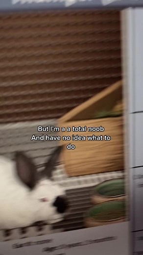 My two starters are adorable #Leporidae #rabbit #freeanimalgame #fyp