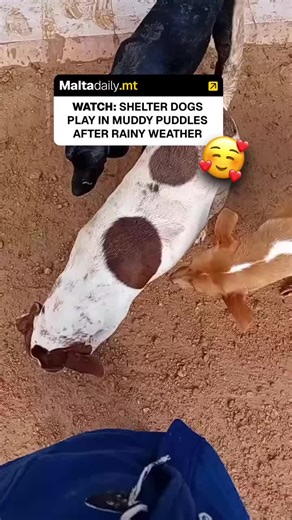 Some dogs at the Association for Abandoned Animals don’t let the rain stop them from having a good time! Following this week’s bad weather, the pups decided to make the most of it and play in some muddy puddles. The shelter shared a sweet video to their social media of their mud-covered residents, stating “While some dogs huddle inside others go jumping in the puddles that form in the back field.” “We present you, Mona and Ivar, who treat every puddle like an organic mud bath,” shared AAA, “And 