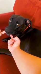 ▶️Weeememes◀️ | Follow for more weee😂👍 #weee#wee#funny#memes#viral#cats#cat#animals#duck#yeet#fail#fails#dog#dogs#trynottolaugh | Instagram