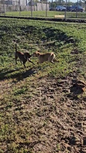 Sometimes, the shelter can be a tough place for a dog — all the noise, the new faces, the waiting. But every now and then, two dogs find exactly what they need: each other. ❤️ 🐾 Meet Squealliam and Hummus — two good boys who’ve become best buds in the shelter. When they’re together, tails wag, stress melts away, and playtime begins! They’re each available for adoption (not a bonded pair), but it’s been heartwarming to see how a little friendship can make a big difference. These boys remind us t