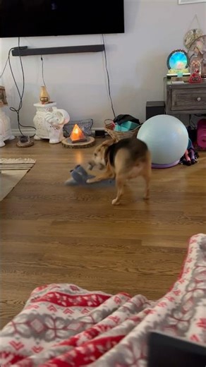 Beagle playing with toy AGAIN 🐶🧸😆#shorts #beagle