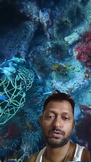 #spearfishing#shortsfeed#handfish #fishing #birdfish#fishpetfun#duet #fish#shortsfeed#youtubeshorts