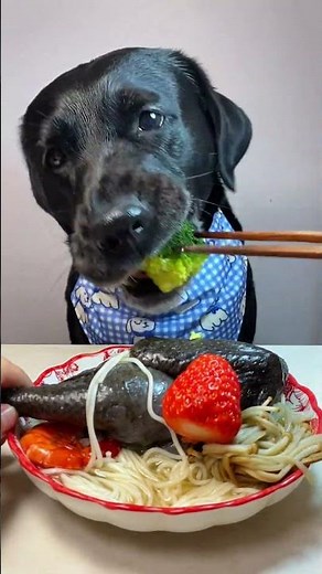 Are You Feeding Your Dog the WORST Food Possible?