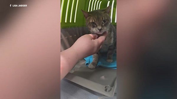 Nearly 200 cats up for adoption after surviving deadly sanctuary fire