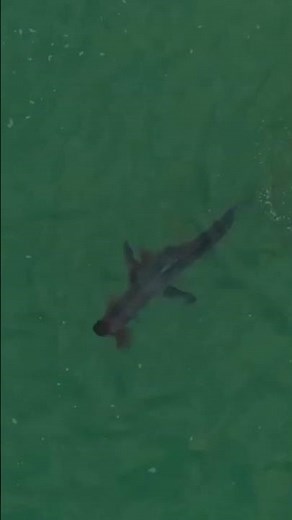 These Two Boys Were RIPPED APART By a MASSIVE Great White Shark!