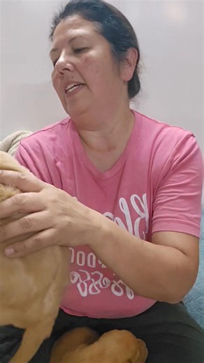 Ellie and Rogue 9.17.25 litter and their 3 week puppy update. Reserved. | Green Acre Labs