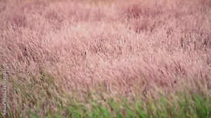 Strong wind on the seaside marches (lowlands maritime marsh). Cattail waves like a thick head hair. Narrow-leaved catoptric (Typha angustifolia)