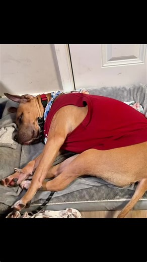 Al fin terminator se durmio 🤣🐶🥰#pancholover🤭😍♥️ #pitbullsoftiktok #fypシ゚viral #paratiiiiiiiiiiiiiiiiiiiiiiiiiiiiiii