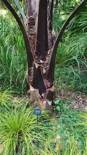 X Butiagrus Nabonnandii Mule Palm #rareplants #palmtree