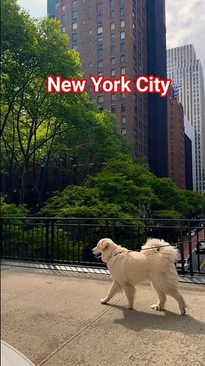 This Is Why Everyone Dreams of New York ✨ #newyorkcity #travel #usa