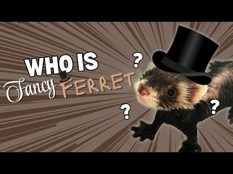Who Is Fancy Ferret?