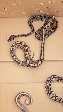 Ball python/"Adorable Alert! The CUTEST Ball Pythons For Sale - Grab Yours Before They're Gone!"