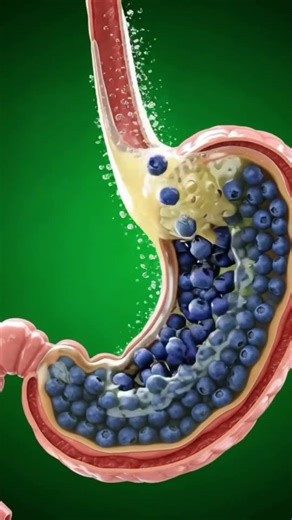 Blueberry Digestion Process | Scientific 3D Animation of Nutrient Absorption
