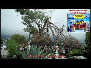 Miss Ruby Tuesday Crosnoe Circus Tree Still A Hazard!