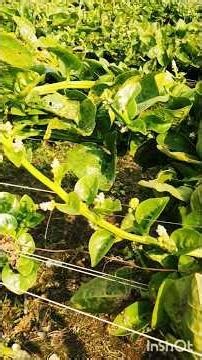 এই শীতে কার না ভালো লাগে// village housewife daily lifestyle blog 😋