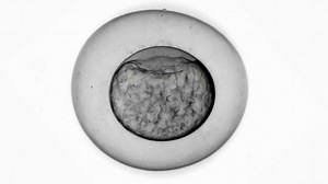 Zebrafish Development Timelapse