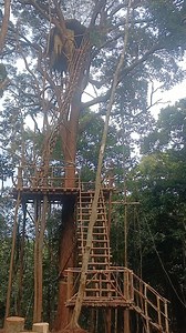 Tree house accommodation in Papua New Guinea, 🇵🇬 www.newguineanaturaltours.com.pg | New Guinea Natural Tours