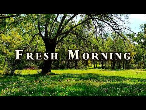 Feel Good Healing Forest Sounds & Birds Singing 🌳🌞 Nature Therapy for your Morning Routine
