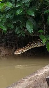 6.6K views · 27 reactions | Giant River Monster Spotted  #Python #Anaconda #Wildlife #JungleVibes #NatureShock | Nas Ai | Facebook