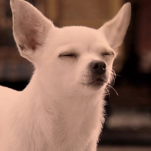 Beverly Hills Chihuahua Delgado and Chloe Remake Edit