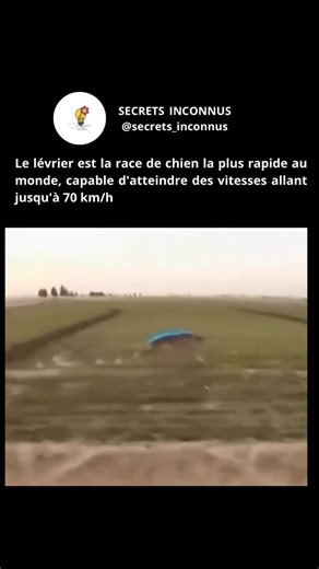 Secrets Inconnus on Instagram: "Les lévriers sont l’une des races de chiens les plus rapides au monde, conçues pour une vitesse explosive et une endurance sur de courtes distances. Capable d’atteindre des vitesses allant jusqu’à 72 km/h (45 mph), sa vitesse provient d’une combinaison unique de longues jambes, d’une colonne vertébrale souple, d’une poitrine profonde et d’une structure physique mince et musclée. Ces caractéristiques physiques les rendent exceptionnels dans les courses et les chass
