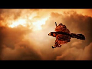 Soaring Eagle No Copyright Video | Eagle Copyright Free Video | Eagle Free Stock Video| Free Footage