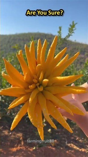 Normal Lemon VS Buddha Hand Fruit