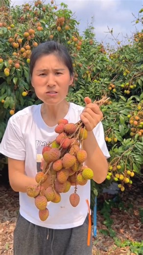 I tried to eat the delicious sweet lychee I picked from the tree | Amazing juicy lychees #lychee
