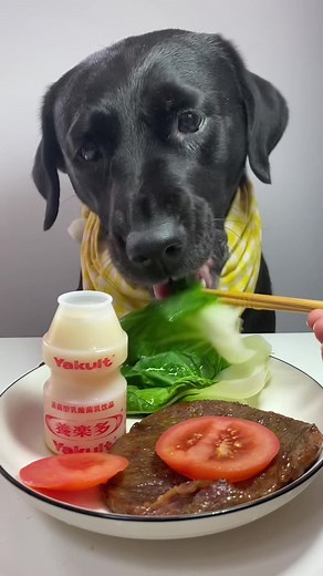 Dog Eating Videos Compilation