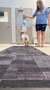 4.8K views · 81 reactions | ✨ Meet Sophie: part bionic, all heart.  Walking on two custom tarsal prosthetics like it’s no big deal. She’s not just adapting — she’s thriving.  #NextLevelPup #ProstheticsInMotion #SophieInStride #DogMobility #OrthoPetsJourney #ResilientPets | OrthoPets: Orthotics and Prosthetics for Animals | Facebook