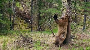 343 reactions · 57 shares | Be a part of something bigger. Watch episode 2 of Planet Earth II, narrated by Sir David Attenborough on Google Play now. | BBC Earth | Facebook