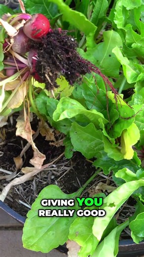 Plant Beets Now for a Winter Harvest (Containers OK) #shorts