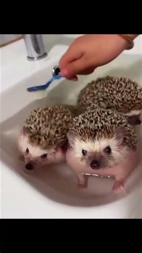 🦔 Baby Hedgehogs Getting a Tiny Bath | Cutest Hedgehog Moments #adorablecats #cutecats #whiskergoals
