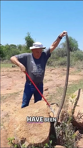 Black Mamba: 19km/h Speed & Deadly Myths!