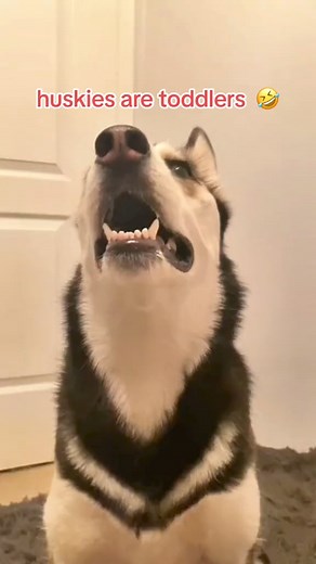 1.3M views · 43K reactions | This talking husky drops the fluff word like its her day job! Huskies love arguing and this one sure loves telling us off! 藍-7260214876436466950 | Husky Lover | Facebook