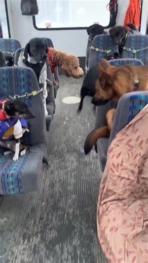 48K views · 1.1K reactions | The most fun bus ride ever ❤️凉 #dogs_GGS_CUT #shorts | Laurel Bravo | Facebook
