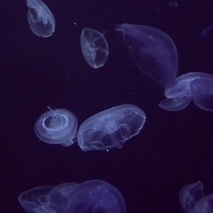 Ghosts? Nope! Moon jellies 👻 Happy Halloween everyone! | Birch Aquarium at Scripps