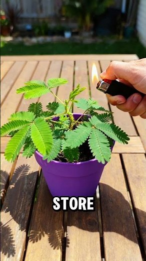 This plant can actually remember you 🤯 | The wild science behind Mimosa pudica