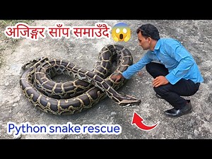 🐍😱 Python Snake Rescue in Nepal
