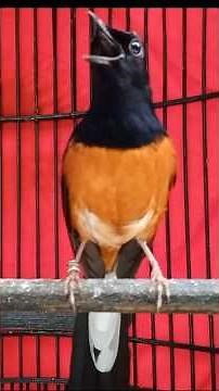 murai batu FULL ISIAN