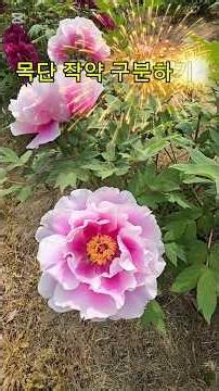 목단꽃, 작약꽃 구분요령 #목단작약구분