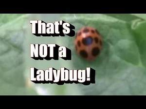 That's Not a Ladybug (or Lady Beetle) Squash and Mexican Bean Beetles