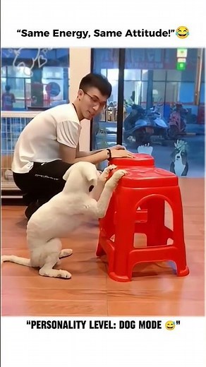 Dogs & Owners with SAME Personality! 😂 Funniest Pet Compilation